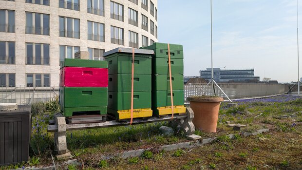 Bienenstöcke auf dem Dach eines Hauses