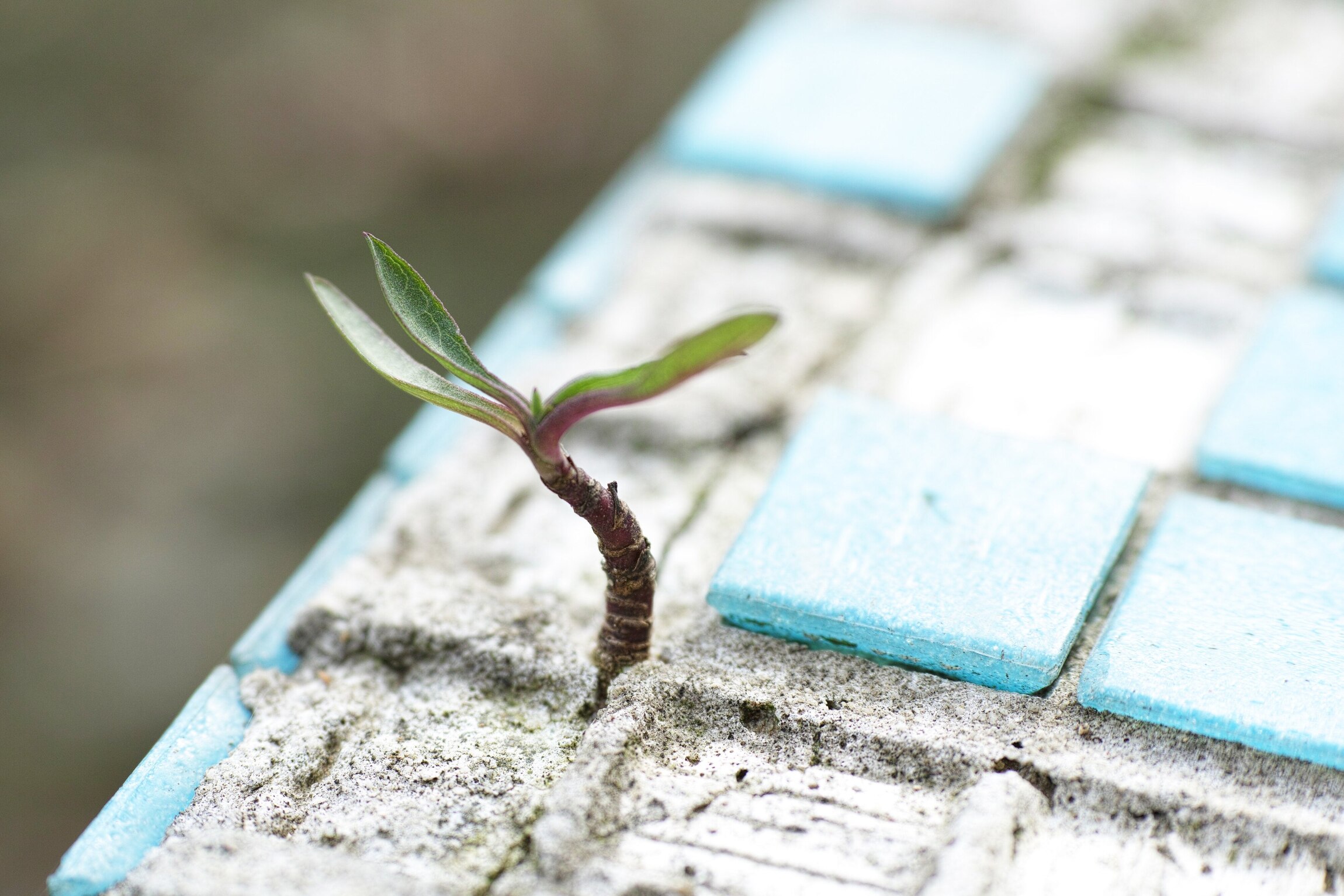 Eine kleine Pflanze wächst aus einer Mauer